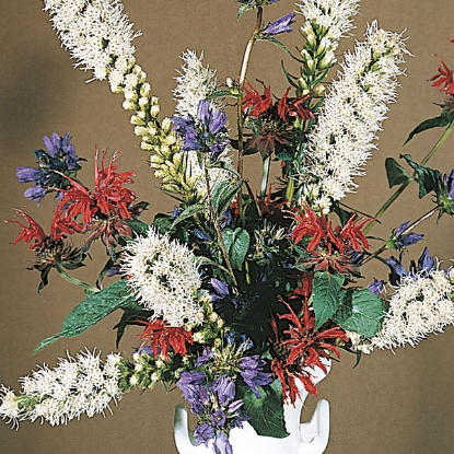 Picture of Liatris - Floristan White